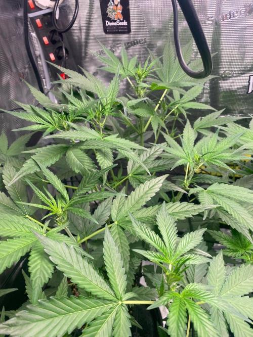 Banana Cherry Cookies. Week 6