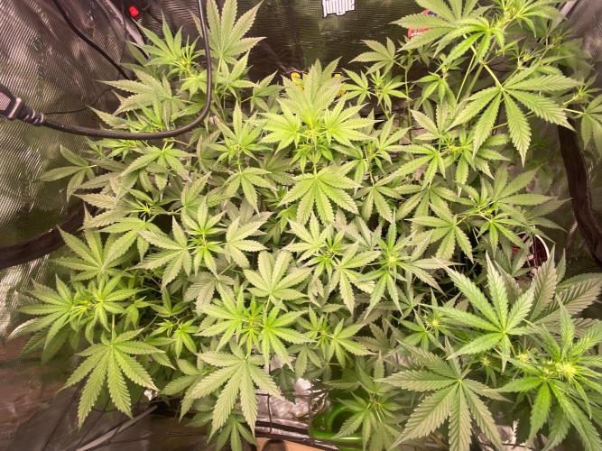 Banana Cherry Cookies. Week 6