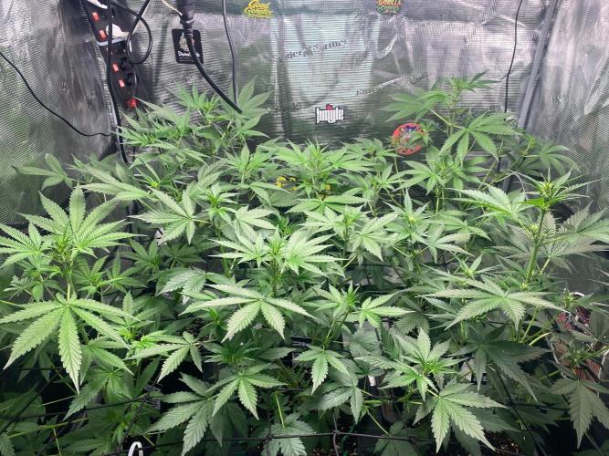 Banana Cherry Cookies. Week 6