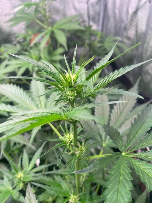 Banana Cherry Cookies. Week 6