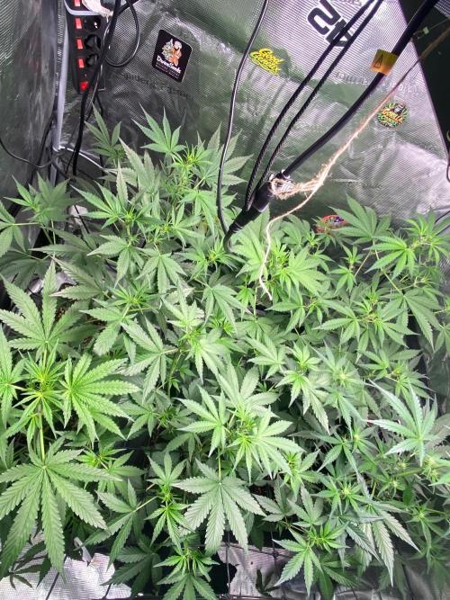 Banana Cherry Cookies. Week 6
