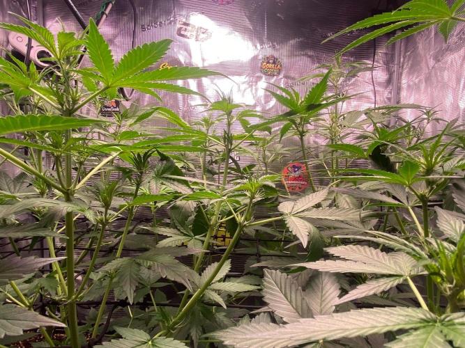 Banana Cherry Cookies. Week 6