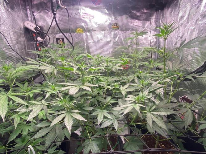 Banana Cherry Cookies. Week 6