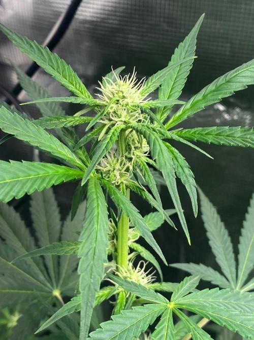 Banana Cherry Cookies. Week 7