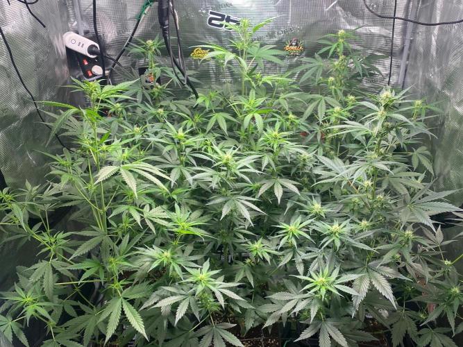 Banana Cherry Cookies. Week 7