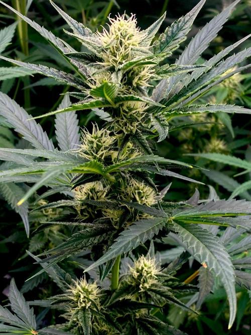 Banana Cherry Cookies. Week 7