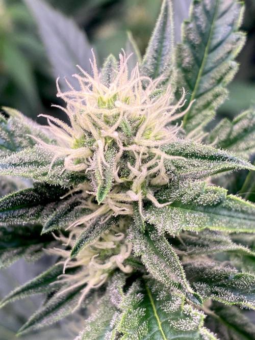 Banana Cherry Cookies. Week 7