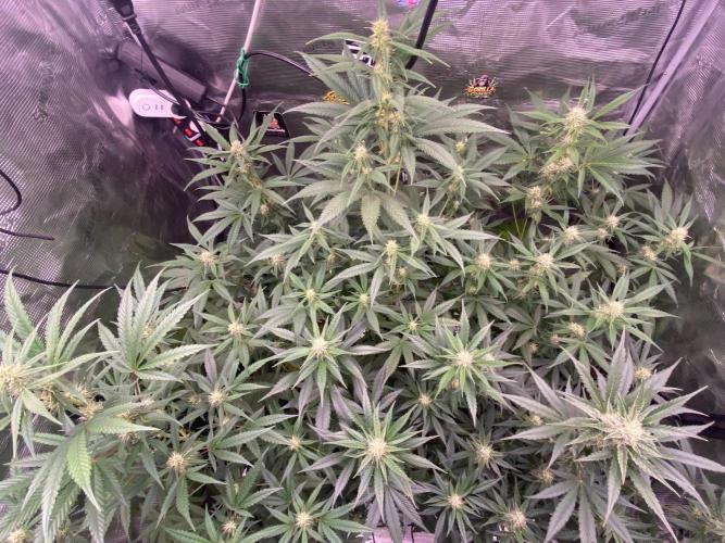 Banana Cherry Cookies. Week 8