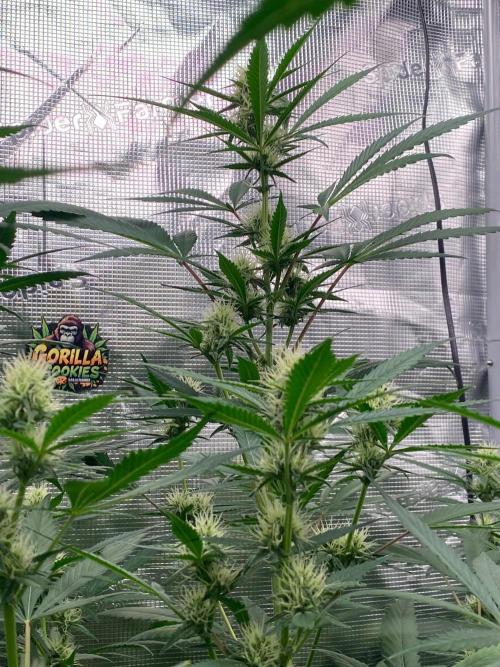 Banana Cherry Cookies. Week 8