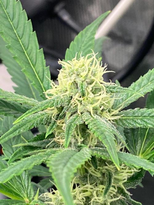 Banana Cherry Cookies. Week 8