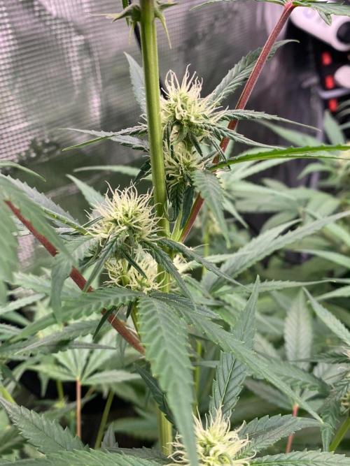 Banana Cherry Cookies. Week 8