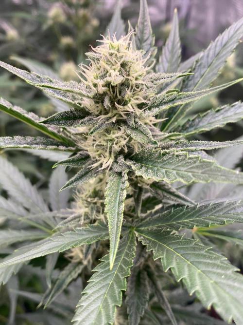 Banana Cherry Cookies Auto. Week 8