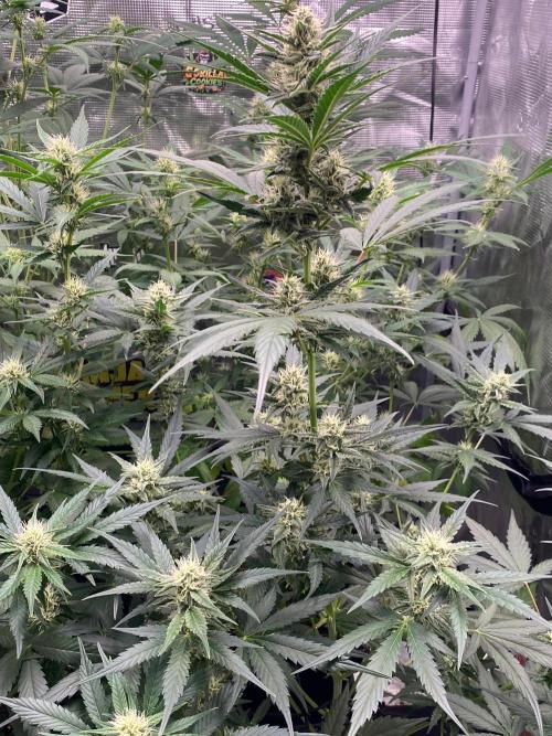 Banana Cherry Cookies. Week 8