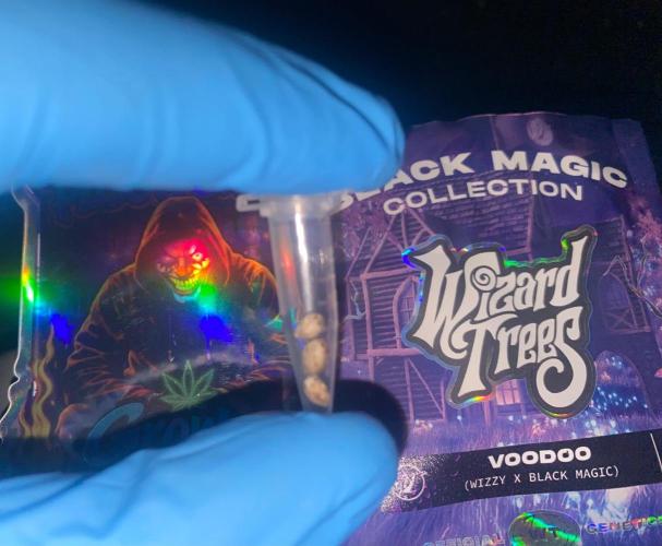 Wizard Trees Voodoo (Little Pheno Hunt). Week 0