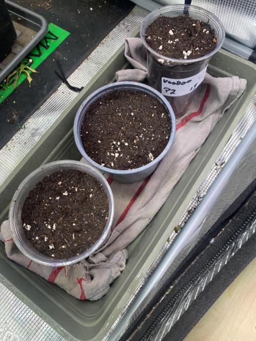 Wizard Trees Voodoo (Little Pheno Hunt). Week 0