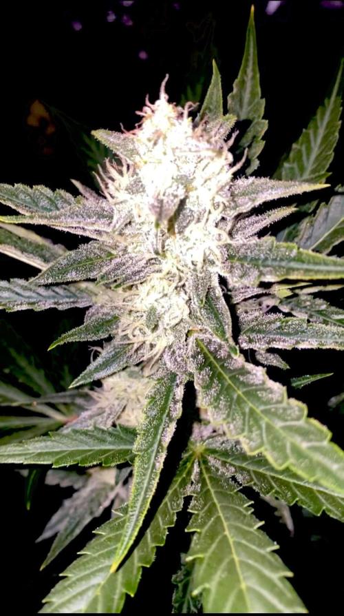 Banana Cherry Cookies. Week 9