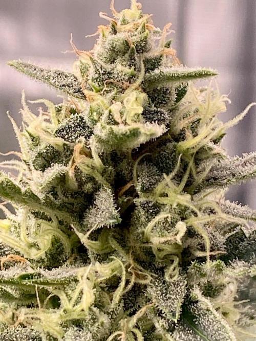 Banana Cherry Cookies. Week 9