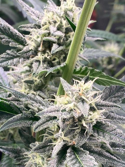 Banana Cherry Cookies. Week 9