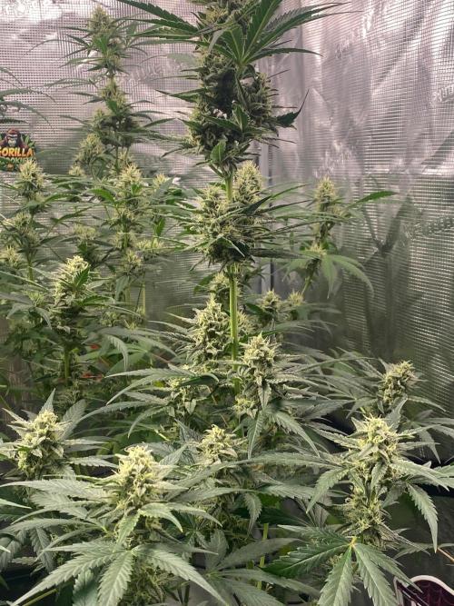 Banana Cherry Cookies. Week 9