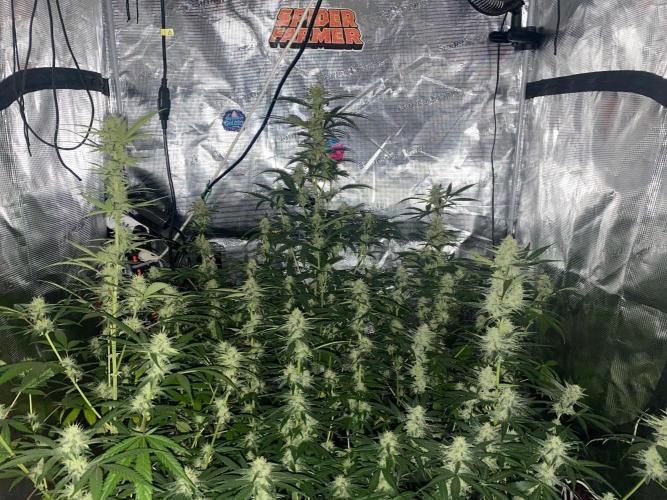 Banana Cherry Cookies. Week 9