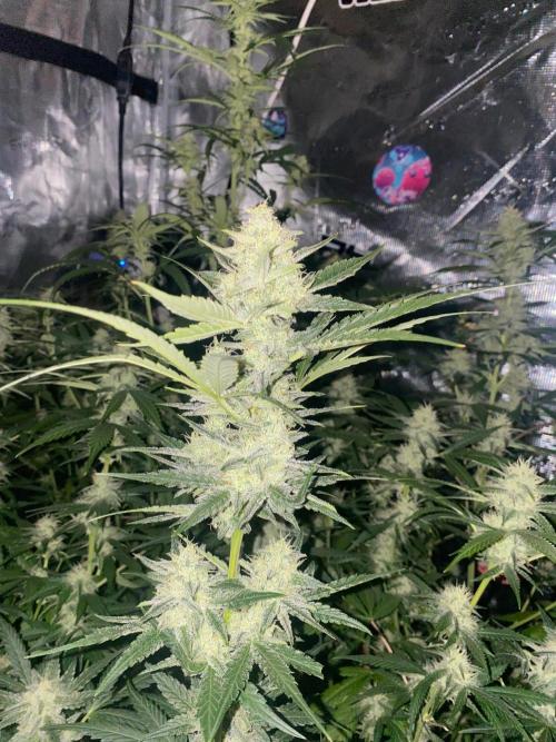 Banana Cherry Cookies. Week 9