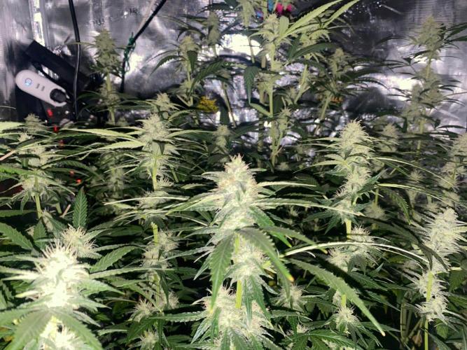 Banana Cherry Cookies. Week 9