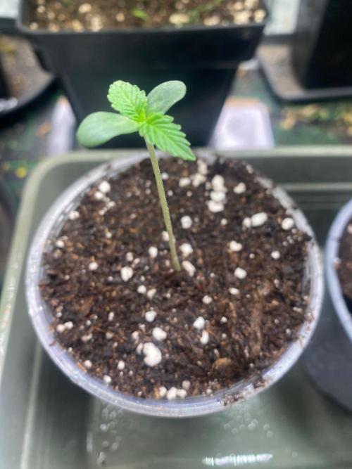 Wizard Trees Voodoo (Little Pheno Hunt). Week 0
