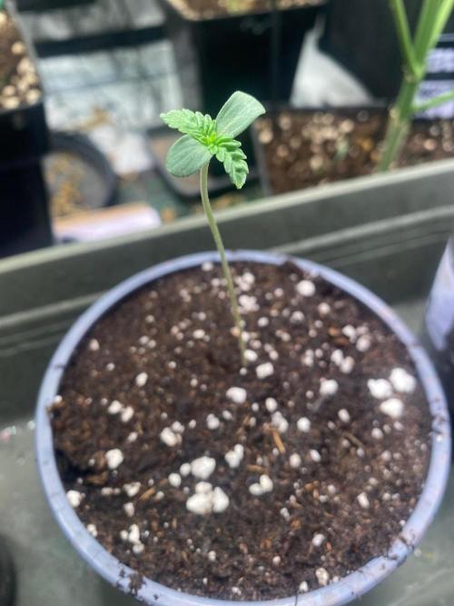 Wizard Trees Voodoo (Little Pheno Hunt). Week 0