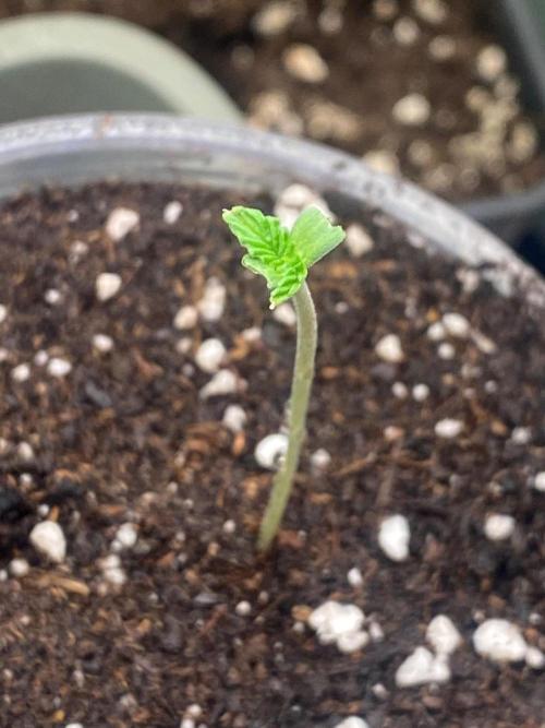 Wizard Trees Voodoo (Little Pheno Hunt). Week 0