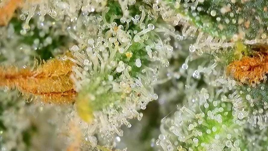 Banana Cherry Cookies. Week 10