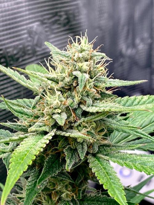 Banana Cherry Cookies. Week 10