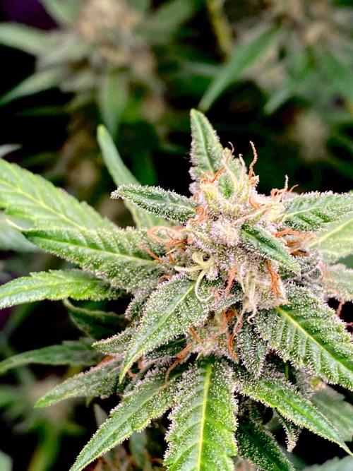 Banana Cherry Cookies. Week 10
