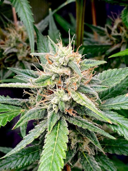 Banana Cherry Cookies. Week 10
