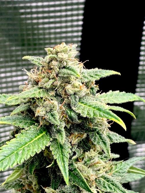 Banana Cherry Cookies. Week 10