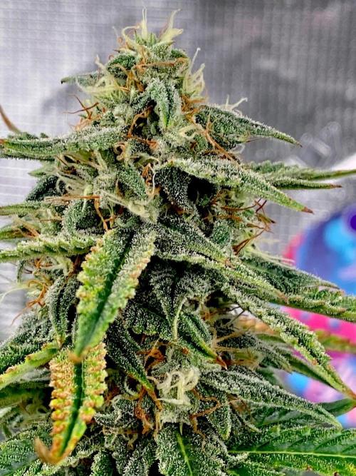 Banana Cherry Cookies. Week 10