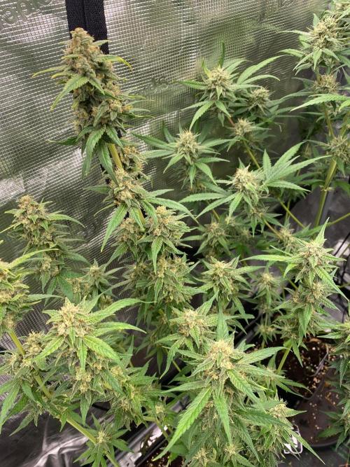Banana Cherry Cookies. Week 10
