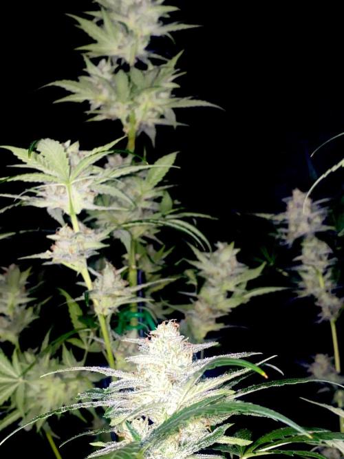 Banana Cherry Cookies. Week 10