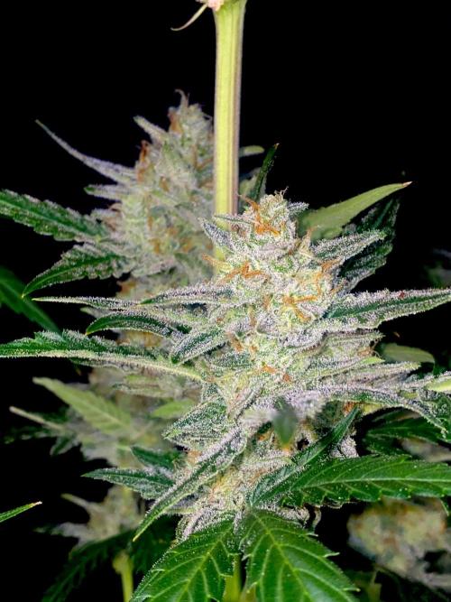 Banana Cherry Cookies. Week 10