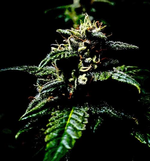 Banana Cherry Cookies. Week 10