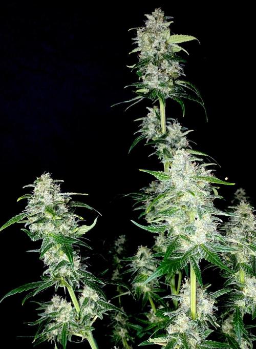 Banana Cherry Cookies. Week 10