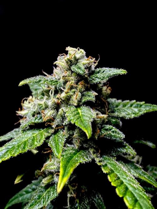 Banana Cherry Cookies. Week 10