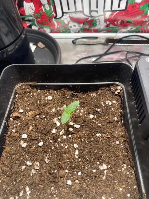 Wizard Trees Voodoo (Little Pheno Hunt). Week 1