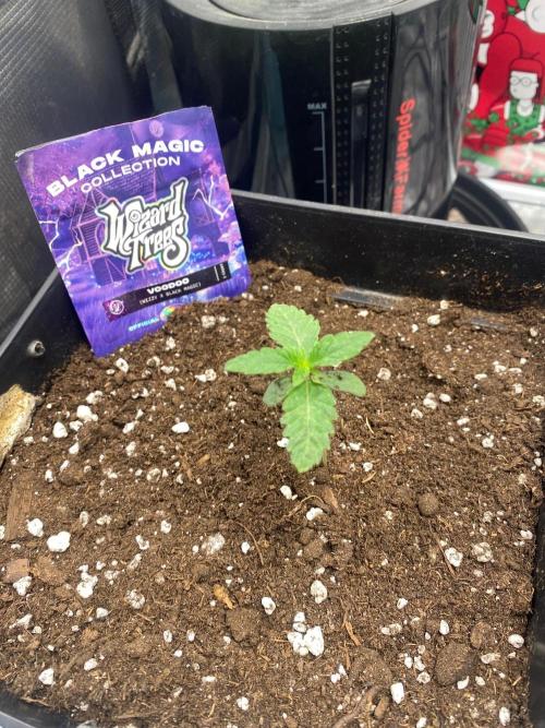 Wizard Trees Voodoo (Little Pheno Hunt). Week 1