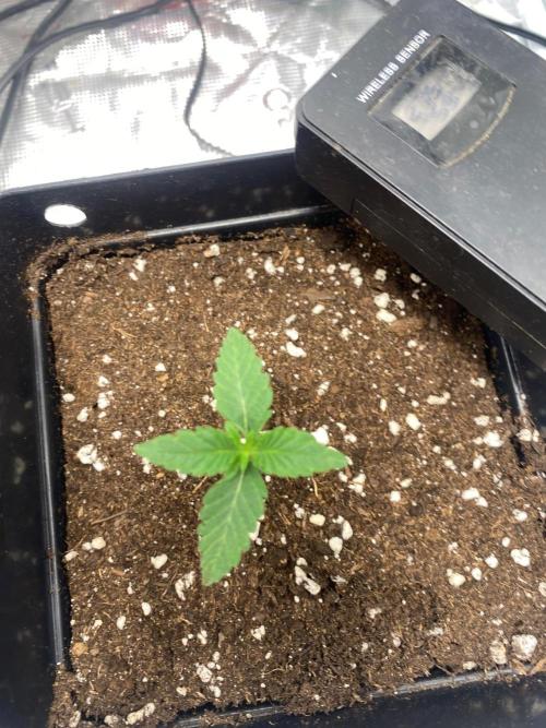 Wizard Trees Voodoo (Little Pheno Hunt). Week 1