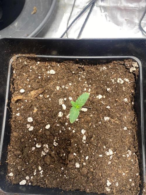 Wizard Trees Voodoo (Little Pheno Hunt). Week 1