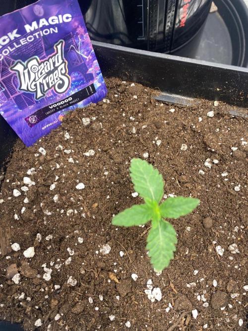 Wizard Trees Voodoo (Little Pheno Hunt). Week 1