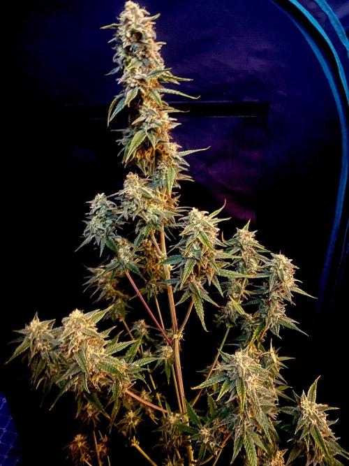 Banana Cherry Cookies. Week 11