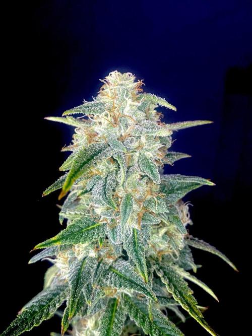 Banana Cherry Cookies. Week 11