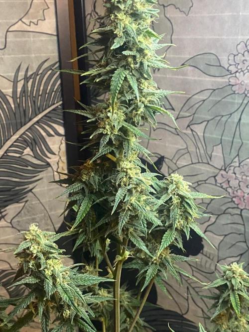Banana Cherry Cookies. Week 11