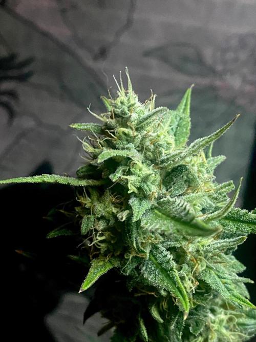 Banana Cherry Cookies. Week 11